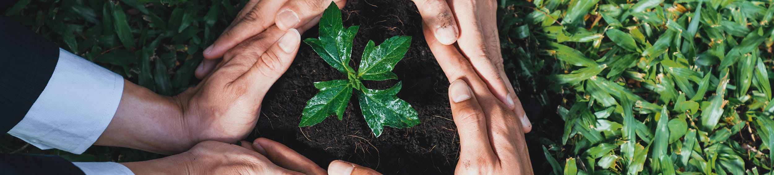 Senior Applications Orchestrator